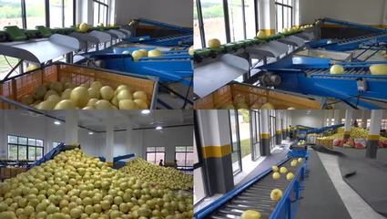 柚子蜜柚水果工廠車間傳送帶自動分揀_3840X2160_高清視頻素材下載(編號:2931209)_實拍視頻